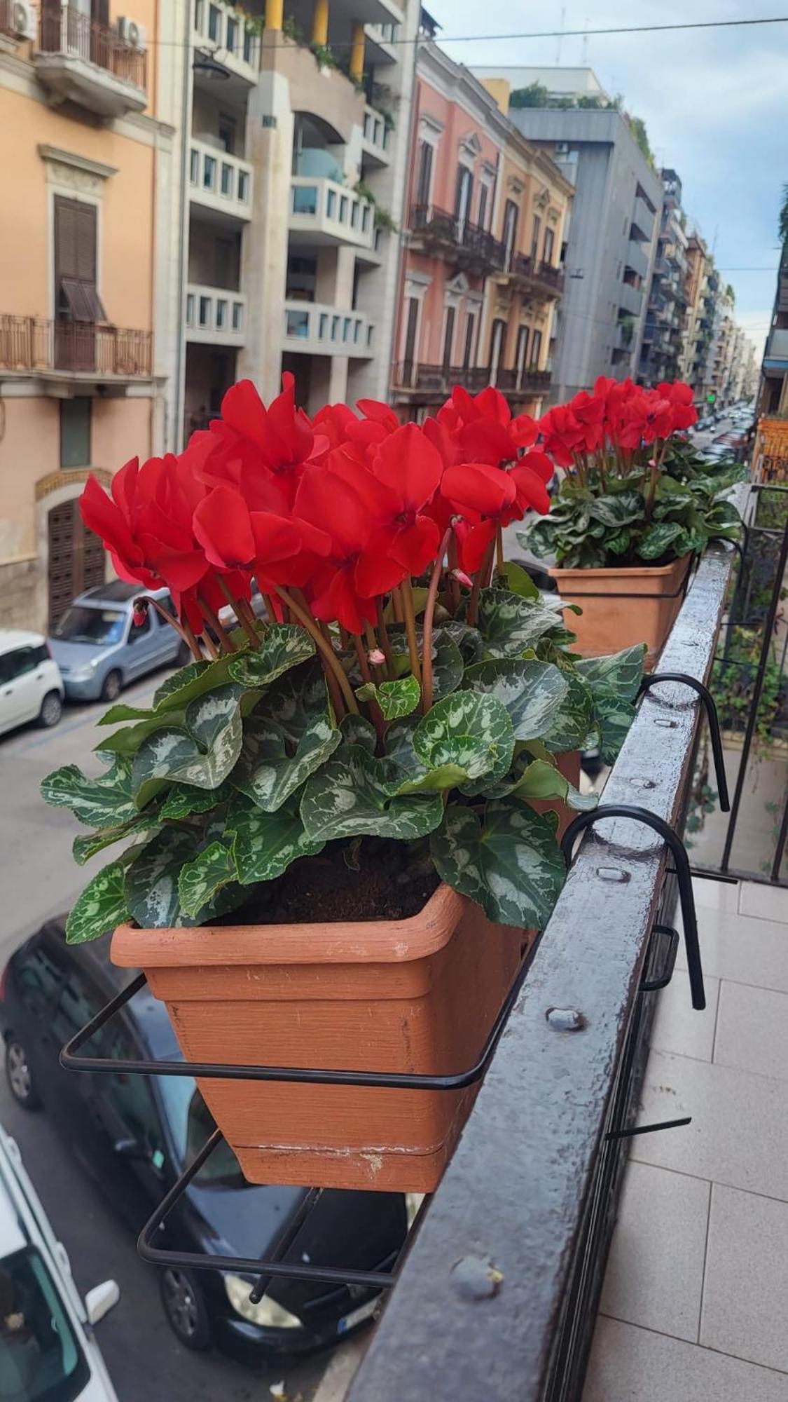 Volare House Apartment Bari Exterior foto